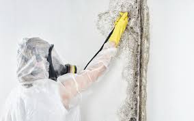 Best Mold Documentation for Insurance Claims  in Cherry Hills Village, CO